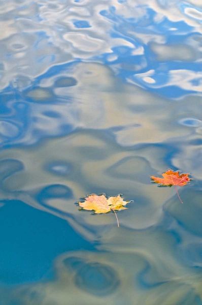 MI, Two leaves floating on Petes Lake